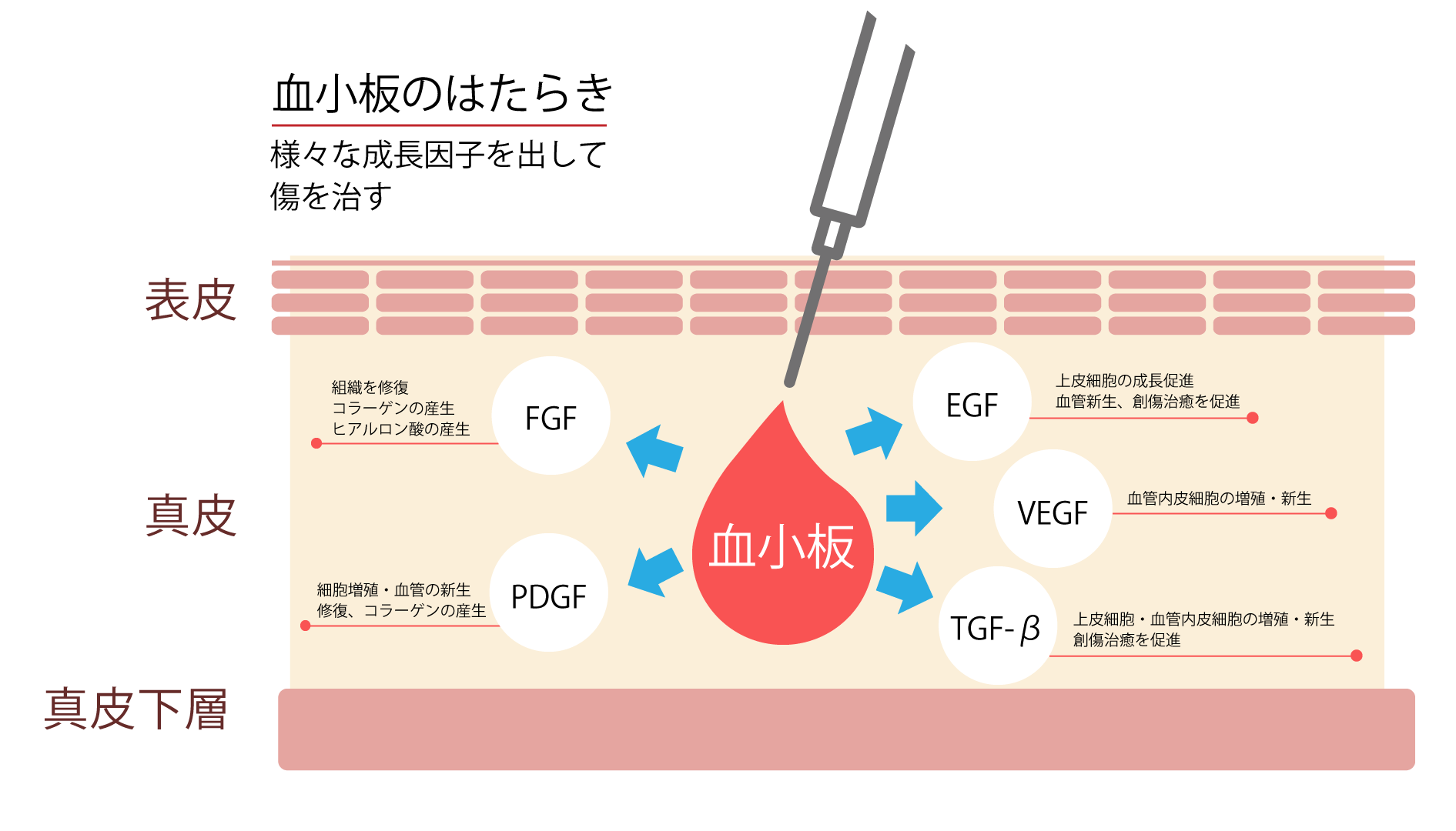PRP皮膚再生療法で注入する「成長因子」について