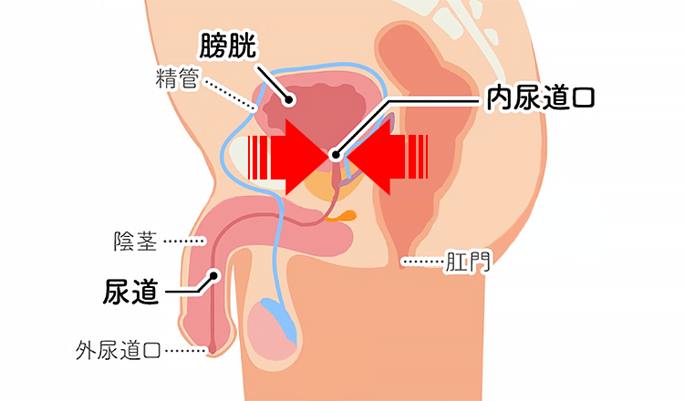 「夢精」ってなんで起こるの？？