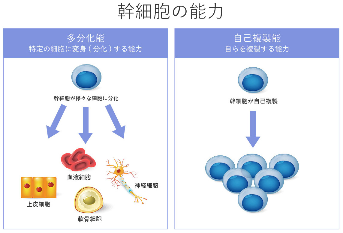 幹細胞の能力（多分化能と自己複製能）