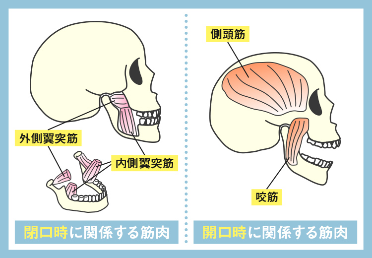 咀嚼時の筋肉とは