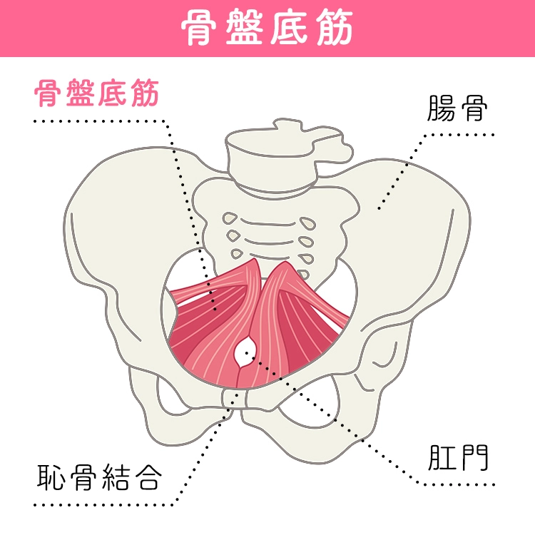 骨盤底筋の筋力低下
