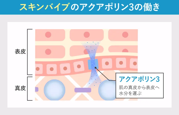 スキンバイブの作用｜アクアポリン3による水分移動と保水メカニズムの解説図
