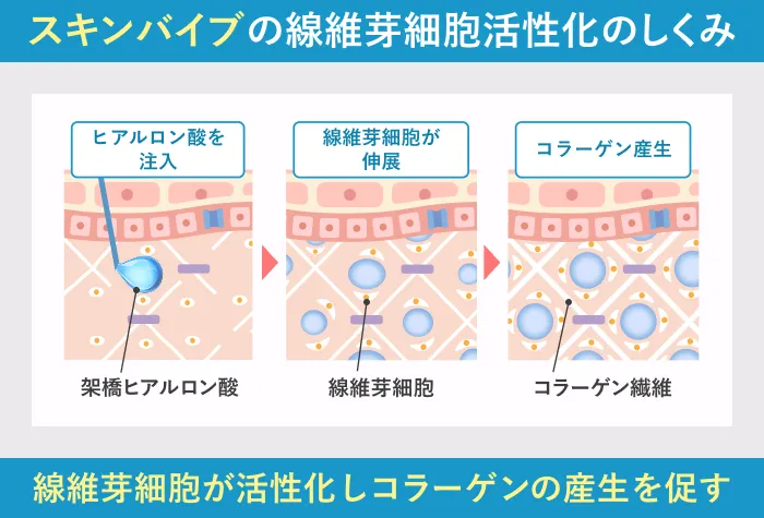 スキンバイブの作用機序｜線維芽細胞を活性化しコラーゲン産生を促す仕組みの図解