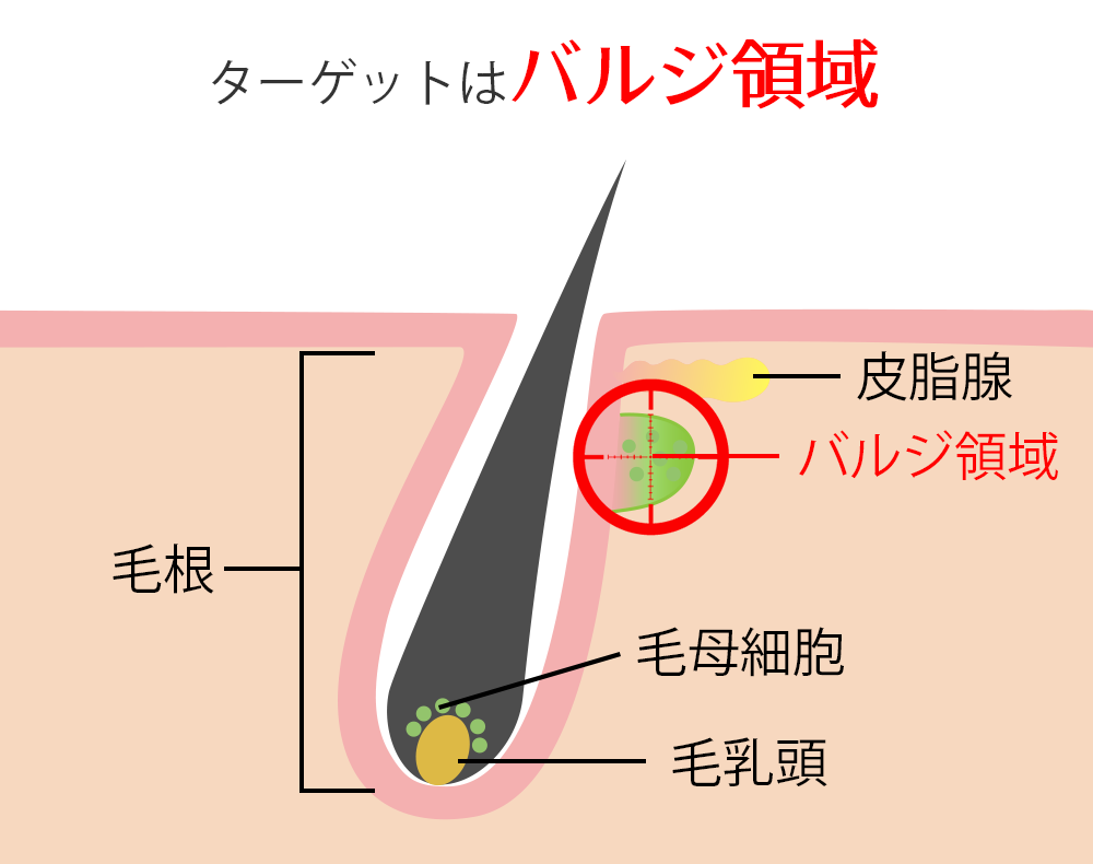 バルジ領域