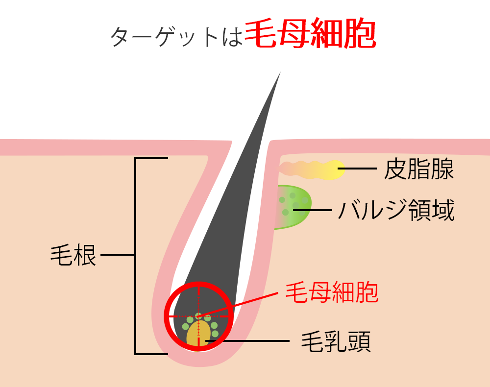 毛母細胞